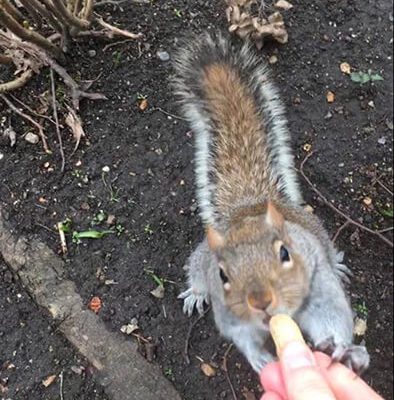 Maewenn Allaire London Internship feeding a squirrel